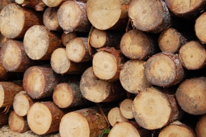 Sprzedaż drewna regulowana przez UE