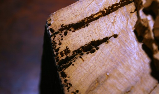Jak szkodniki zagrażają drewnu?