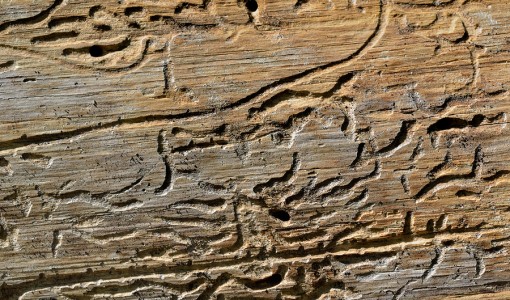 Drewno uszkodzone przez korniki